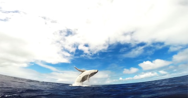 冬の沖縄で『クジラウォッチング（ホエールウォッチング）』を楽しもう。