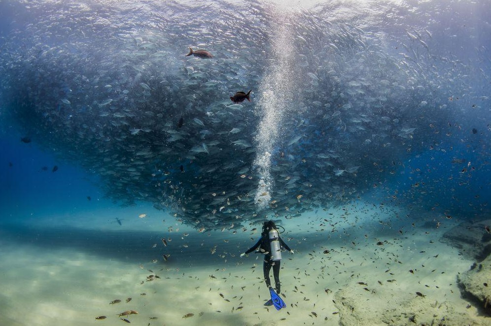 フォトグラファー「Jeff Hester」が写したメキシコでの圧巻の海中。