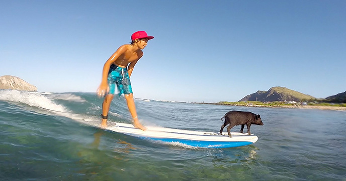 ハワイではブタもサーフィンをするのさ！超有名サーフピッグKAMA！！