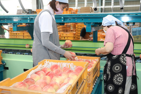 モモの収穫がピーク＝代表品種の出荷作業公開―福島