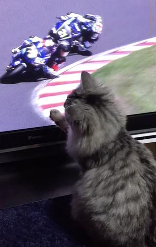 【動画】8耐に興味があるネコ。お家でレース観戦だにゃん♥︎