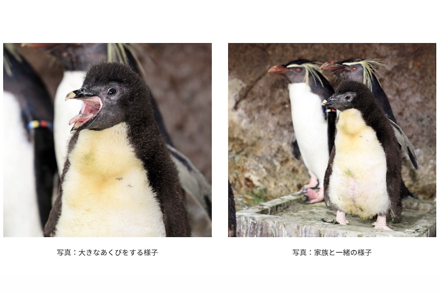 休業中の京急油壺マリンパーク、ペンギンのヒナ誕生　動画で様子公開