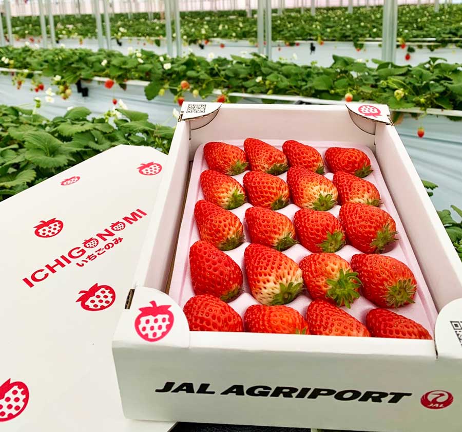 JAL Agriport、自社農園で採れたいちごのネット販売再開