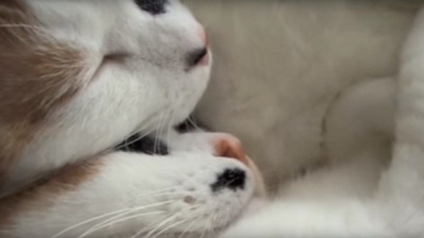 三毛猫熟睡高いびき、仲良く三毛三毛顔を寄せ