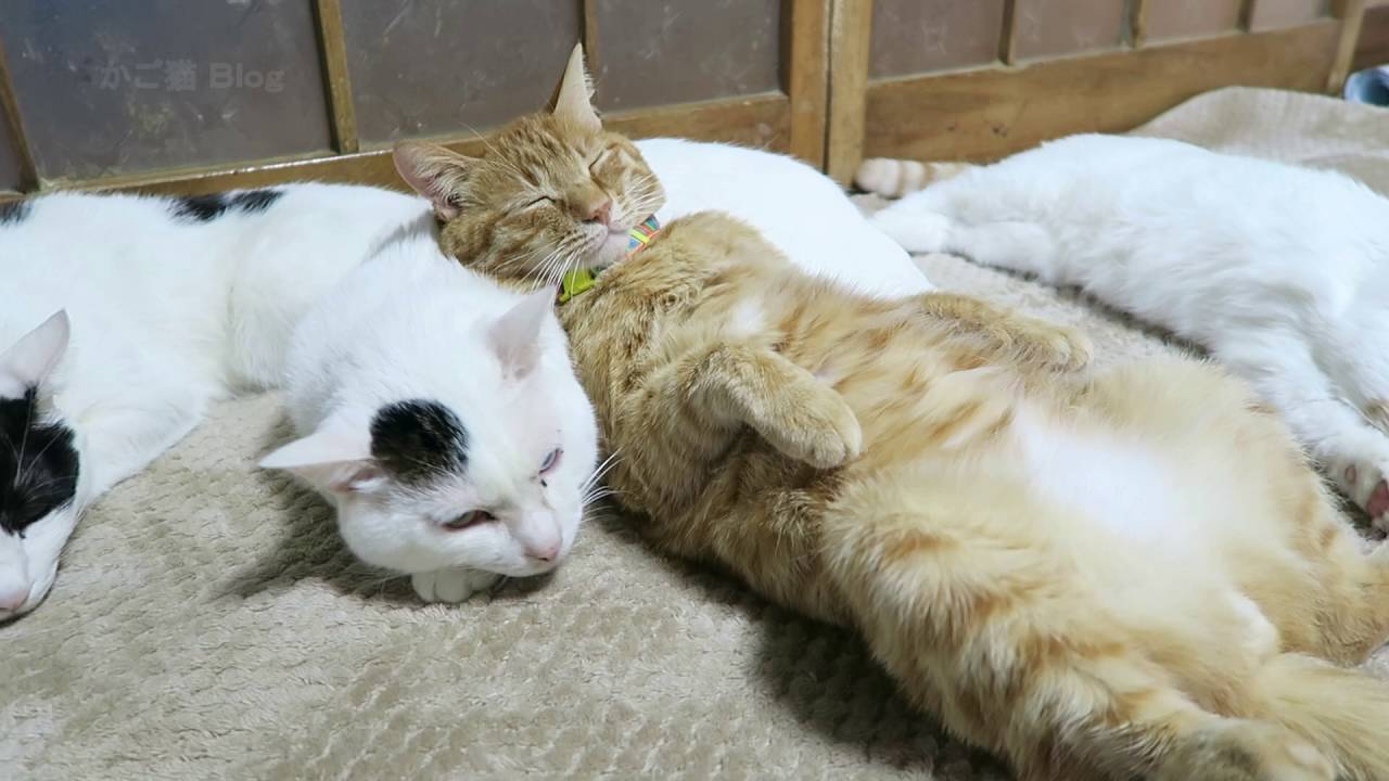 ぬくぬく猫肌天然毛の、やわらか枕に眠る茶猫