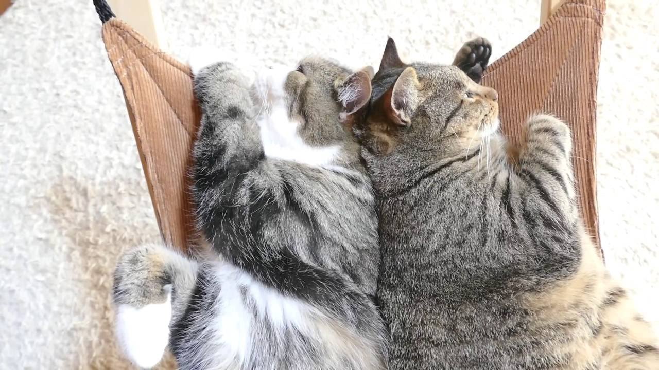 温くて涼しいハンモック、背中合わせて2匹の猫が