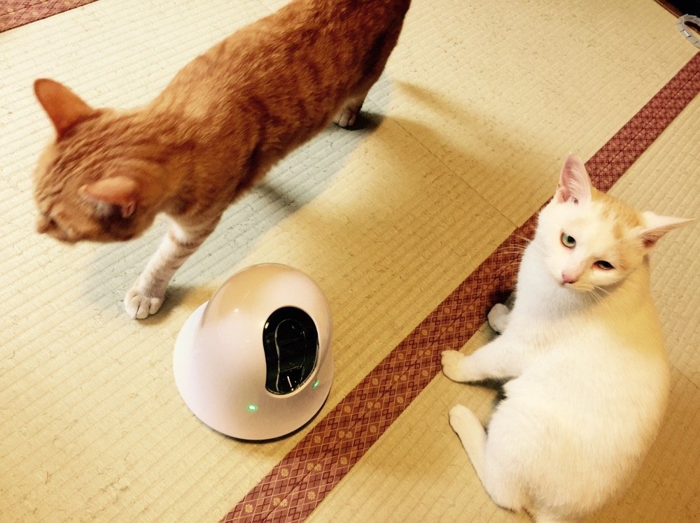 「幻の猫」の姿を外から見られる、移動可能な遠隔多機能カメラ