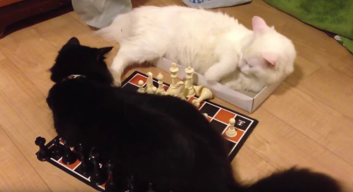 白対黒の猫チェス対決、独自ルールで大混戦