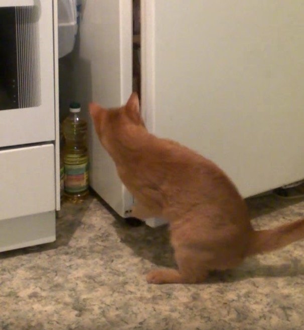 猫の手で開いて覗いて冷蔵庫、無言で振り向く鋭い眼光