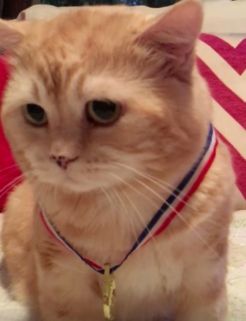モフリンピック金メダル、授与に戸惑う王者の茶猫