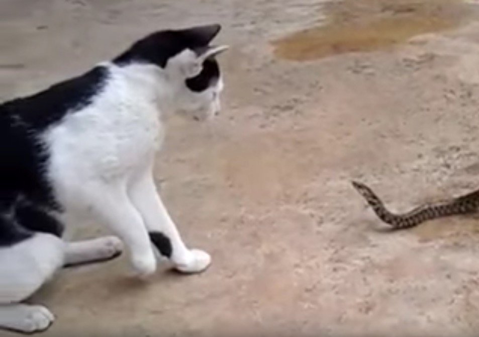 猫の相手は合体怪獣、ヘビの背後に潜むラスボス