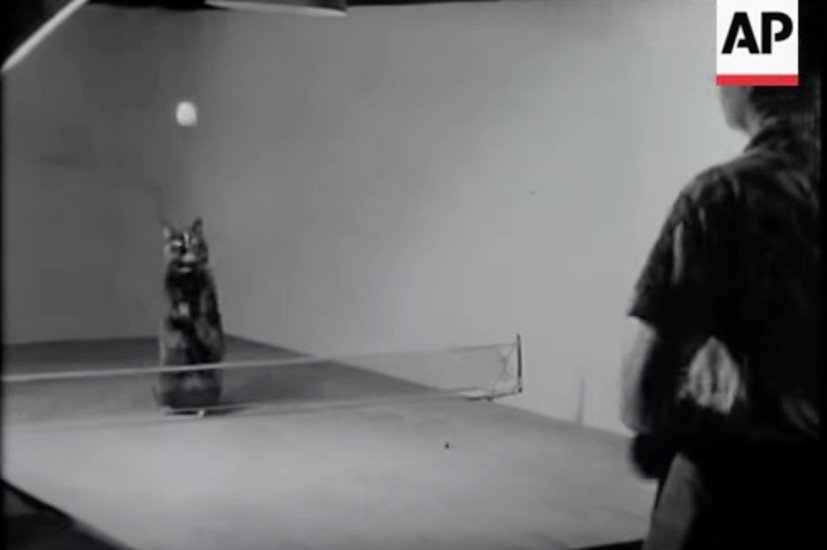 65年前のピンポン猫、球追う姿は今と変わらず