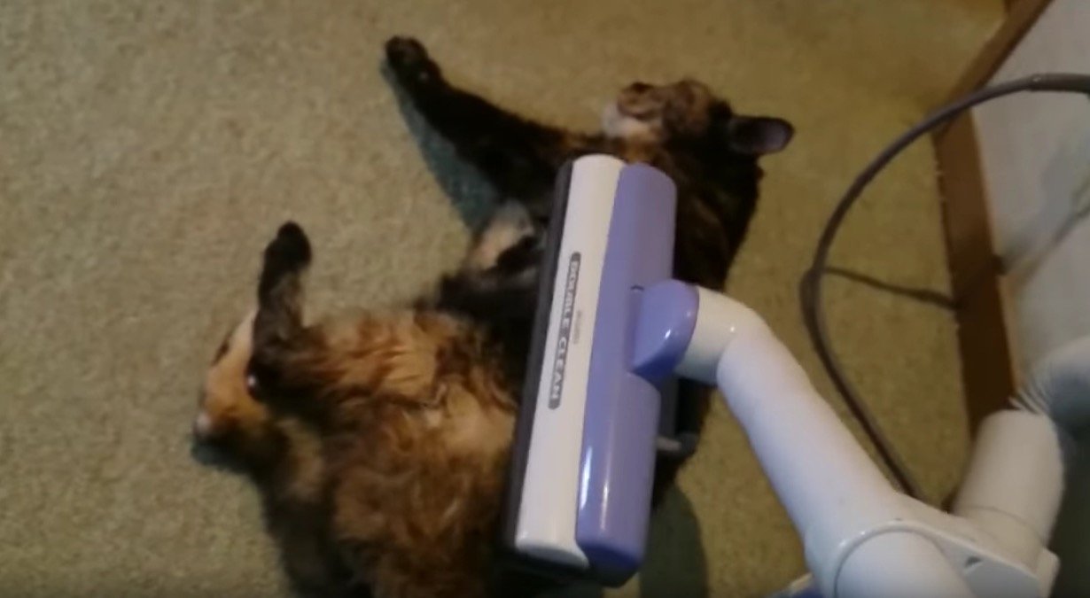 御年17歳のサビ猫、自ら寝転び掃除機に心を許す