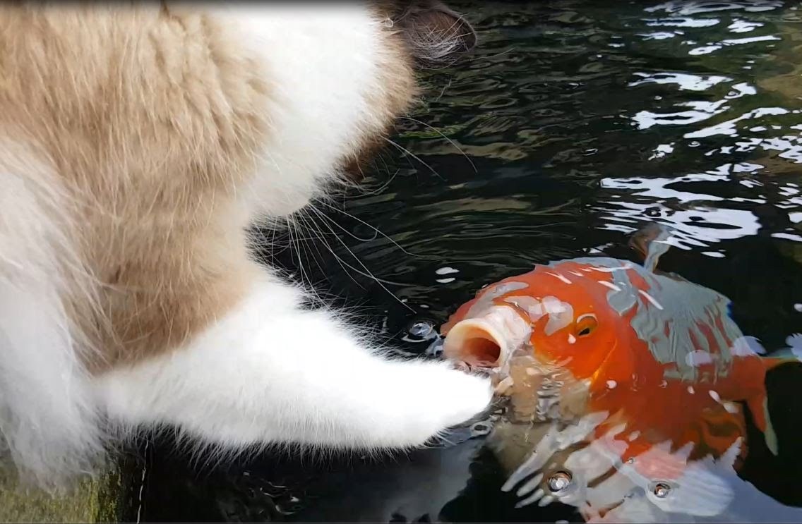 鯉との遊びに耽る猫、肉球タッチで通じ合い