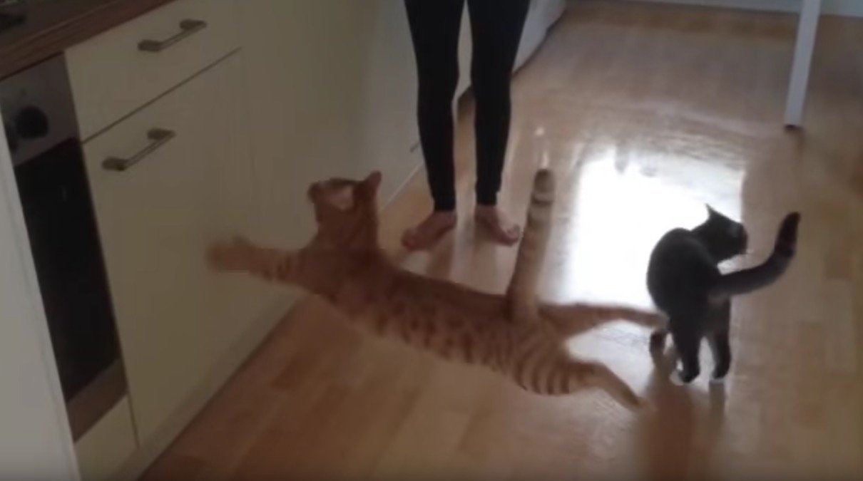 伸身伸足シッポは直立、猫跳び失敗笑いを誘う