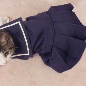 セーラー服を纏う猫、四月バカでもかわいさ満点