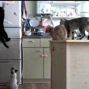 黒猫に集まる周囲の猫視線、冷蔵庫へと挑む背中を