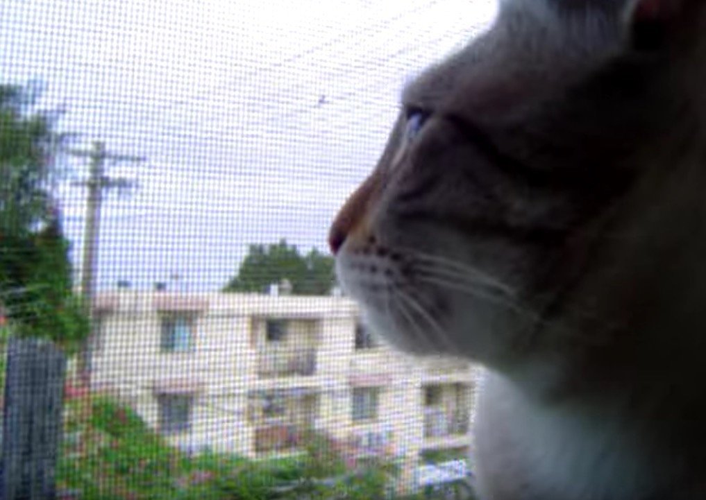 猫による声帯模写のコケコッコー、窓から聞こえる声に応えて