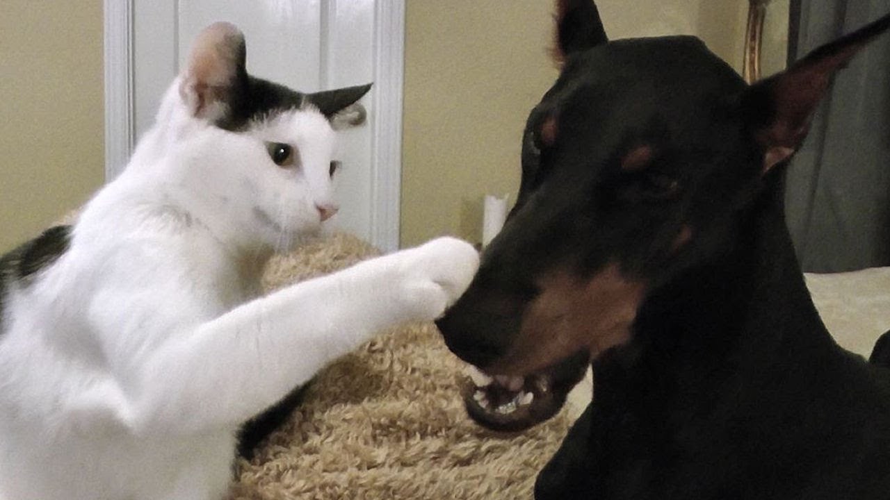 おかっぱ頭の白黒猫、ドーベルマンにあくびを伝染