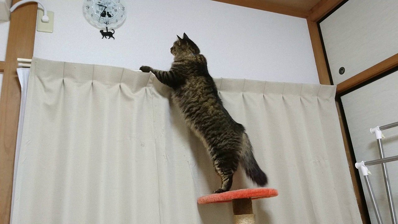シッポを振り振り時計を見る猫、振り子の猫に吸い寄せられて