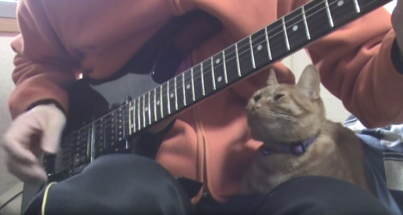 ギターで奏でる子守歌、猫は眠りて丸くなる