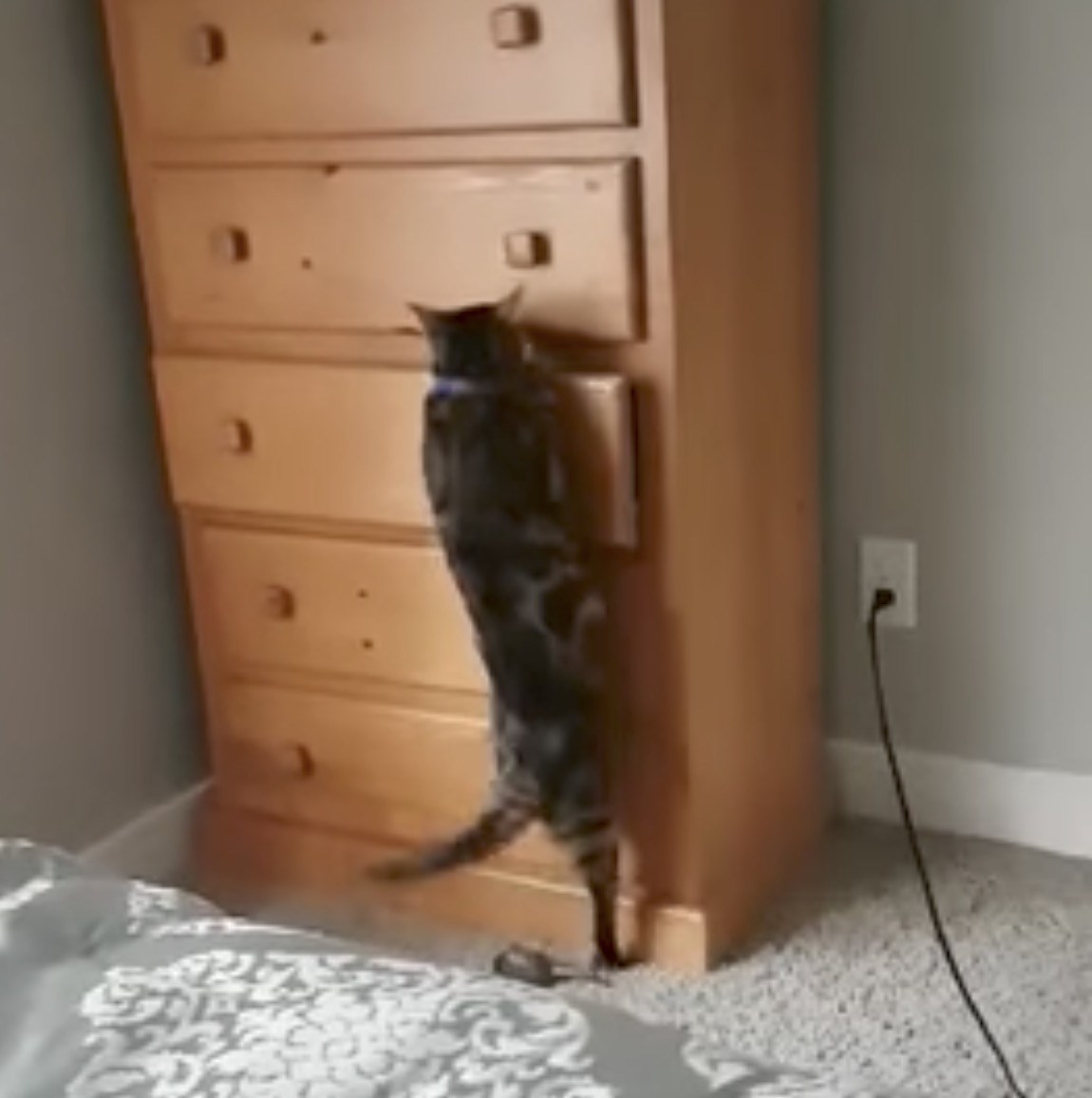 器用に隠れる忍者猫、ワンランク上の技術を見せる
