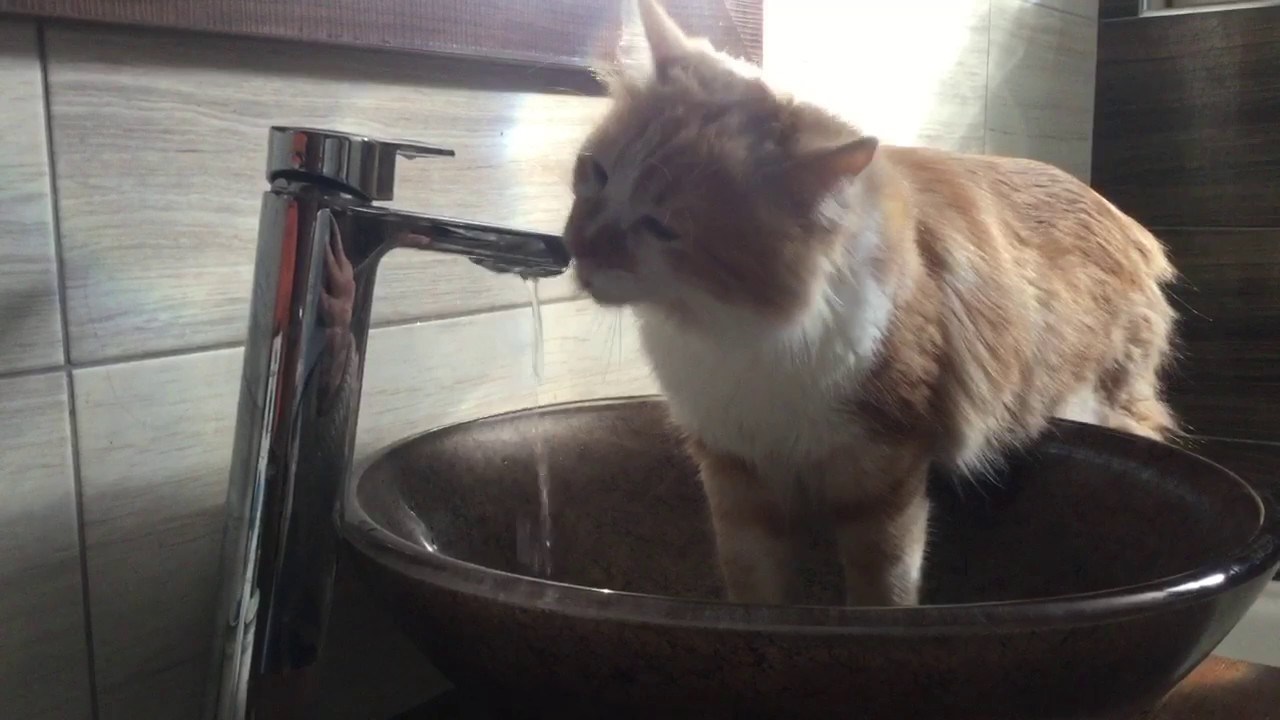 水道で水分補給する律儀な猫、飲み終えたあとに蛇口を閉める