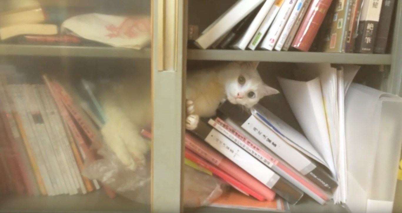 書類棚に立てこもる猫とカメラの攻防、にらみ合いつつ平和な空気に