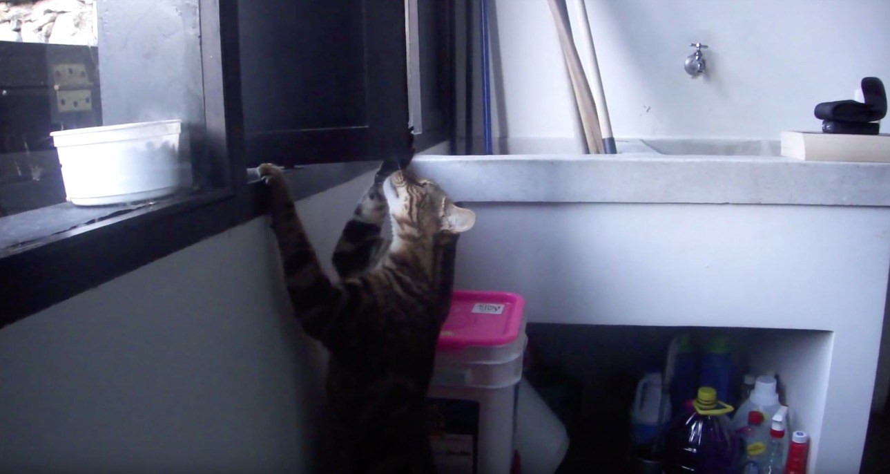 自らの工夫と才気で窓開ける猫、賢き猫は後から便乗