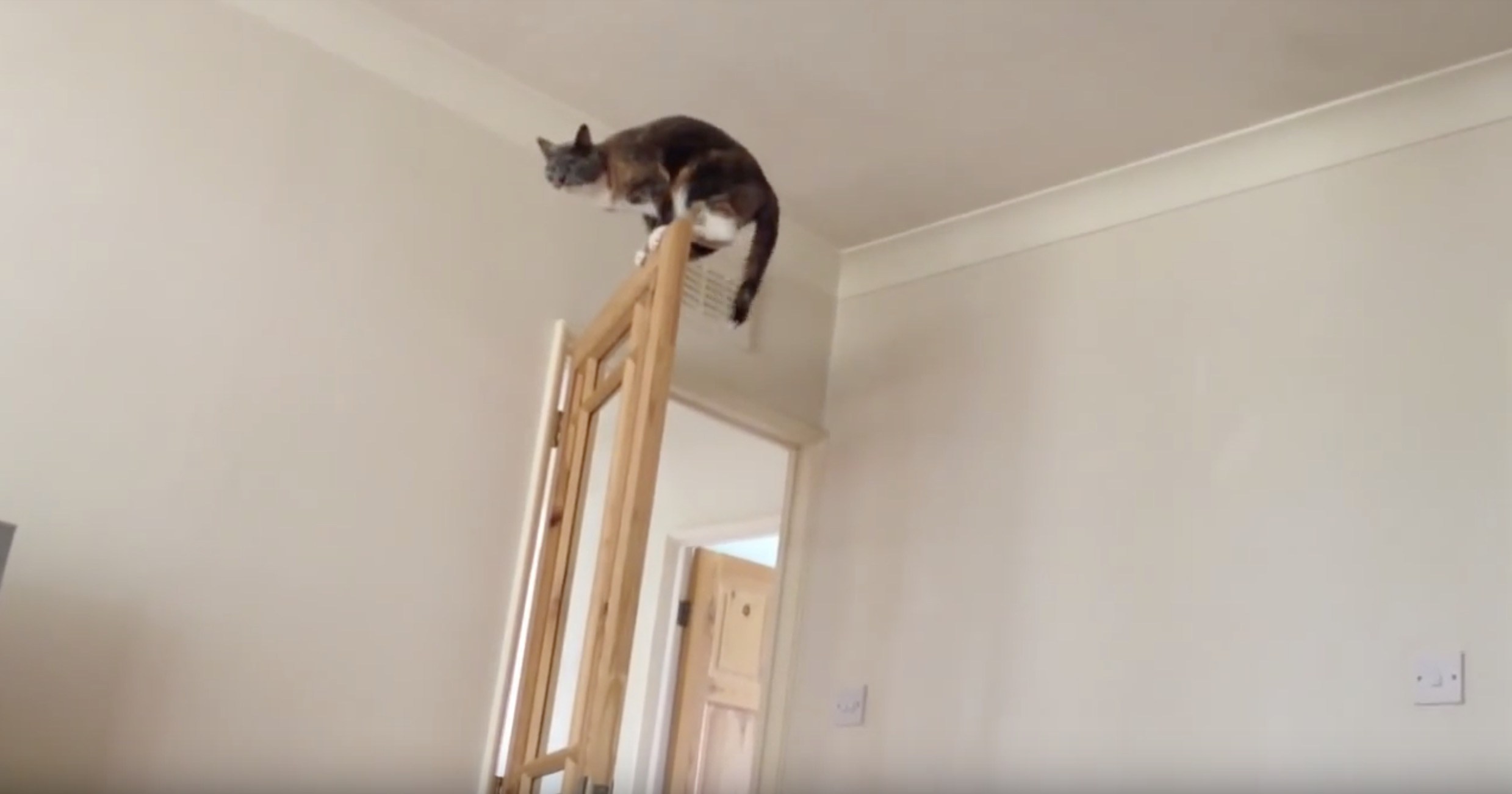 華麗なる忍者レベルの跳躍力、サビ猫佇むドアの上