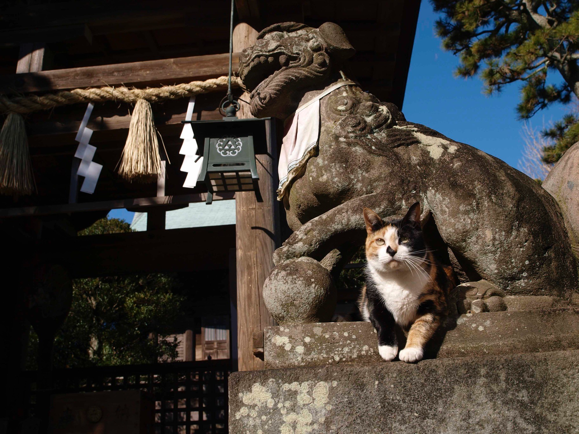 来年も福を招くよ猫カレンダー、岩合さんの猫写真で