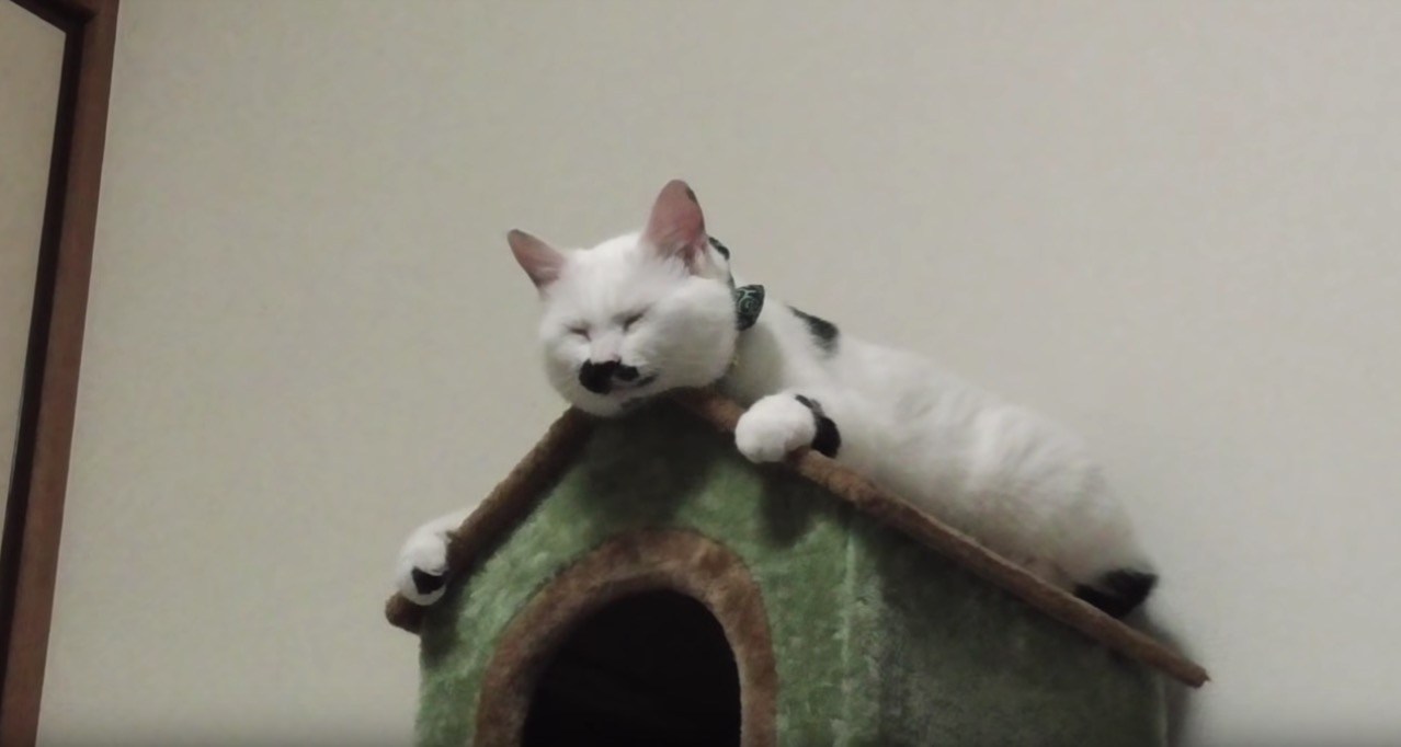 鼻黒の白猫寝そべる屋根の上、しっくりハマって何かを彷彿