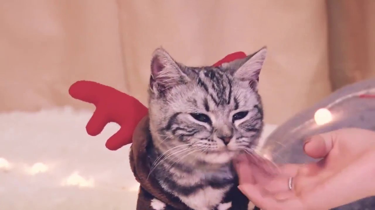クリスマスコスプレ向きの猫用パーカー、お鼻ではなくシッポが真っ赤