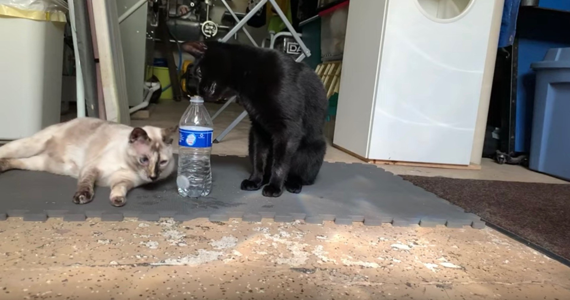 猫によるボトルキャップチャレンジ大成功、隣の猫も驚きの顔