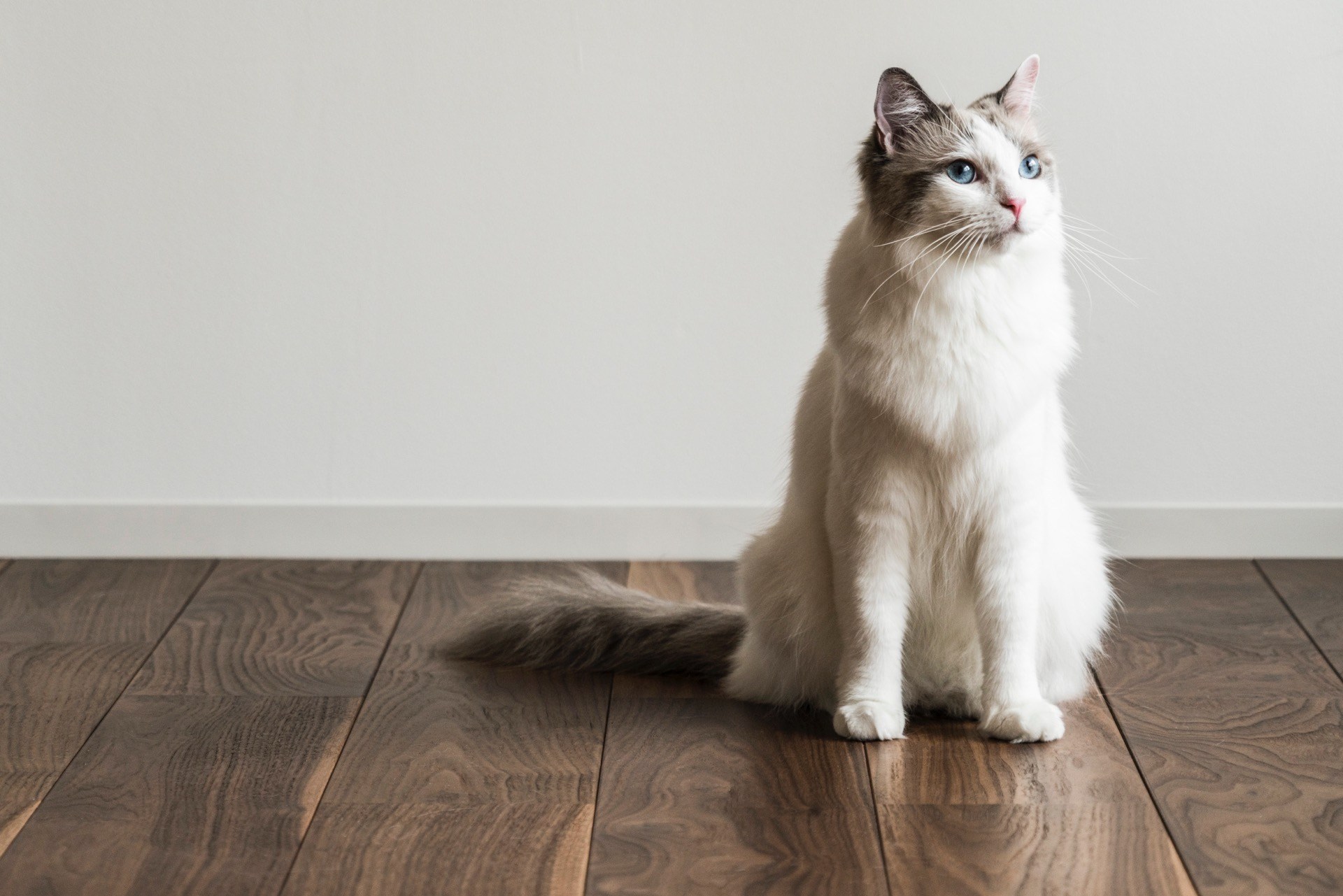 溝が浅く掃除しやすいヒノキの床板、猫の姿も映え映えしく