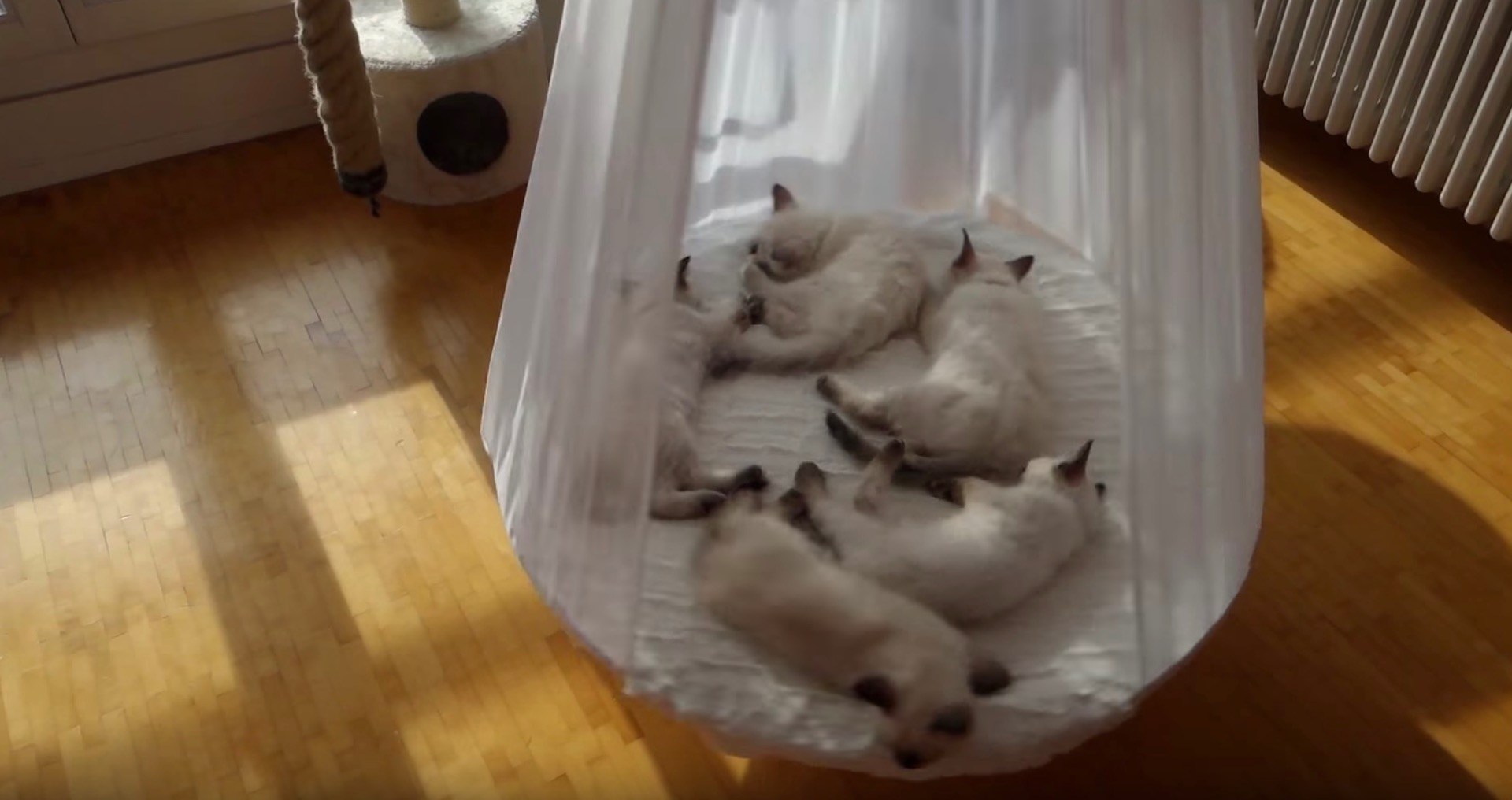 ハンモックベッドで熟睡子猫たち、回され揺らされ眠らされ