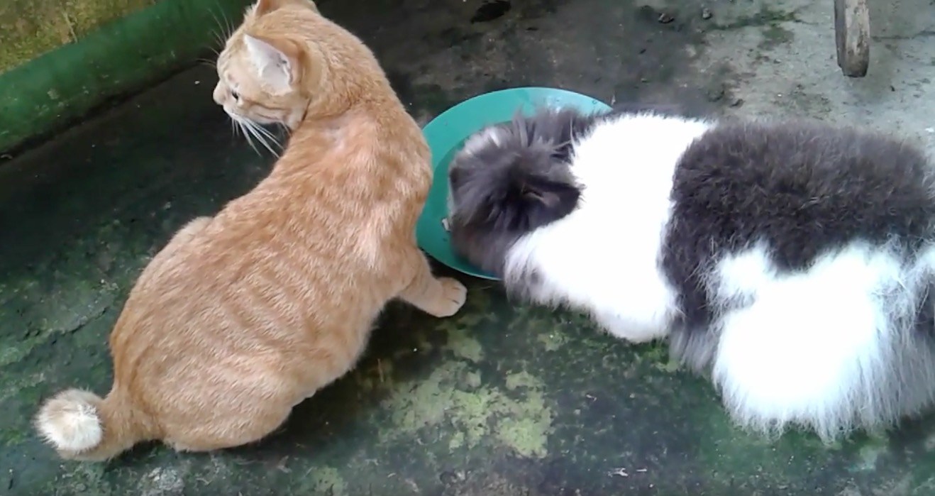 草食のウサギもついつい貰い食い、美味しげな猫の様子に誘われ
