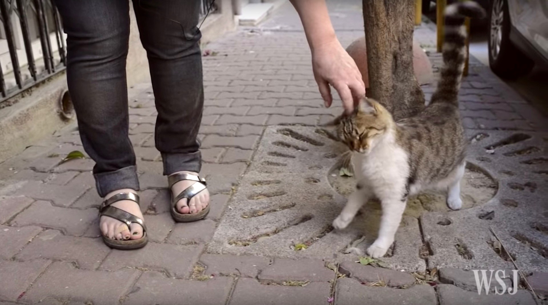 イスタンブールじゃ猫は王様、遊ぶよ集うよそこ彼処