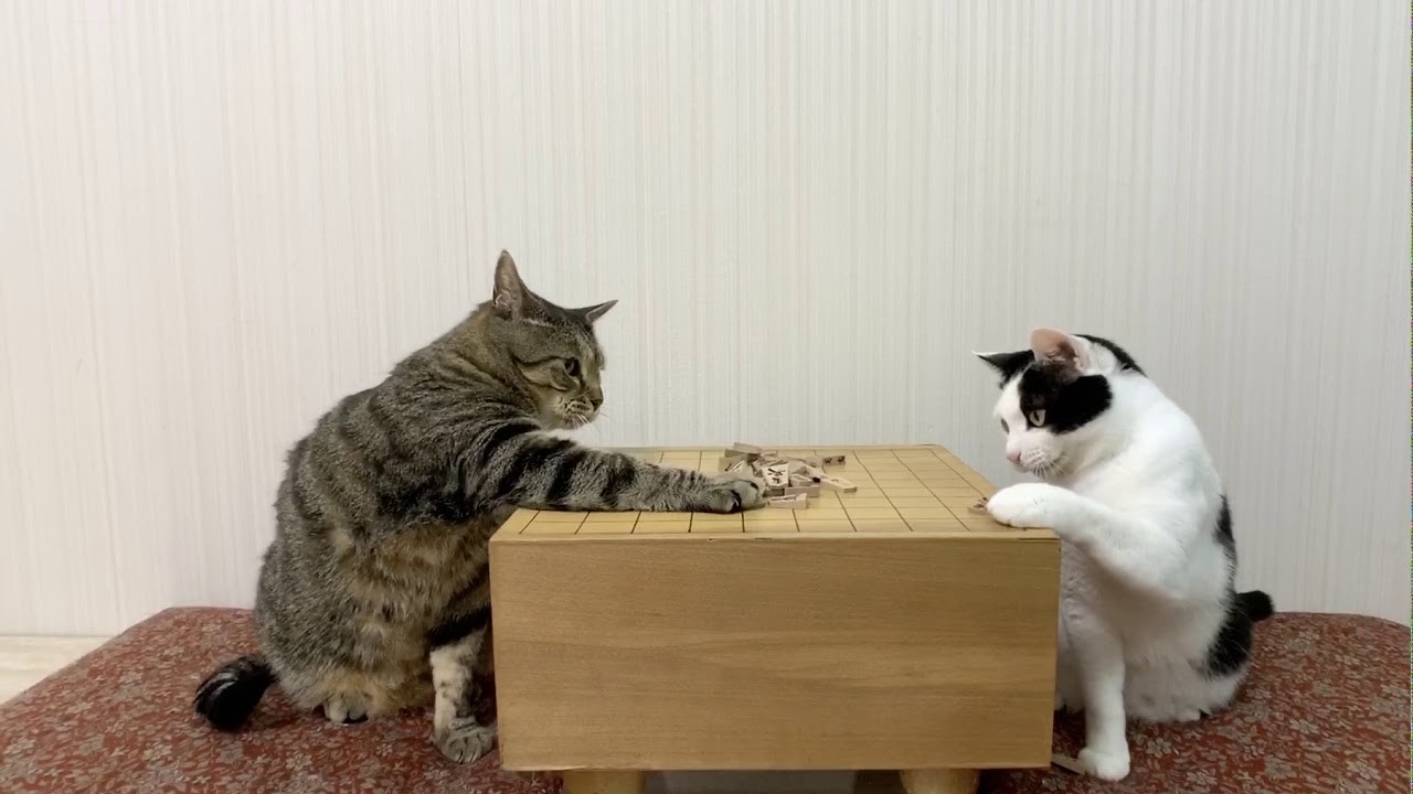 二匹の猫の将棋崩しの名人戦、ルール無用の清寂ファイト