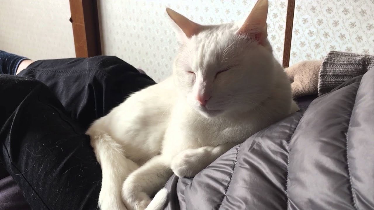 ゆらゆらと揺れて眠りに落ちる猫、白くとろける羽二重餅に