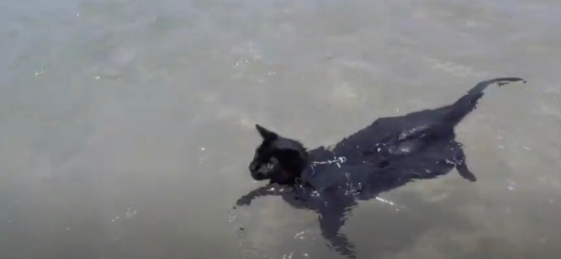 ぷかぷかと黒猫泳ぐよ海の中、波に揺られて自由気ままに