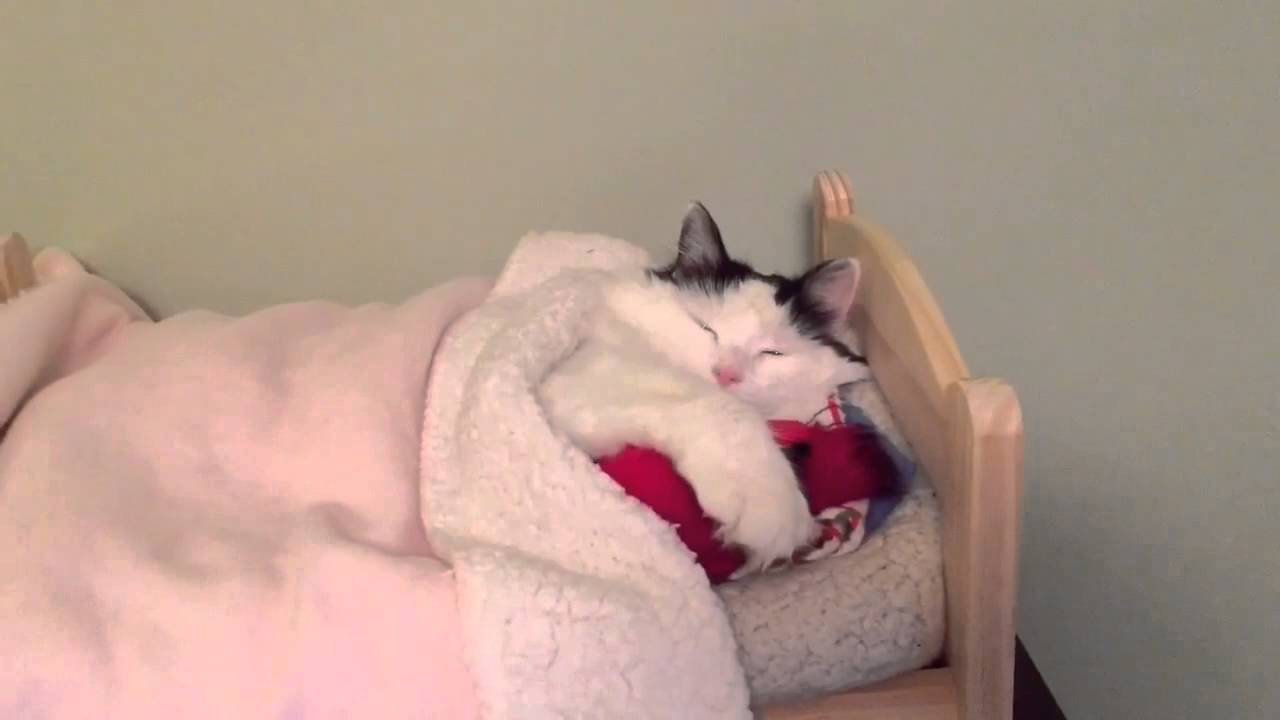 ベッドの布団で眠る猫、カメラに起こされそのまま二度寝