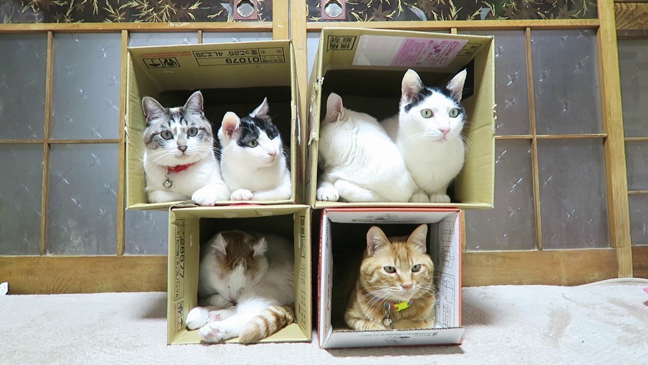 箱は4つに猫は6匹、軽量紙製猫マンション
