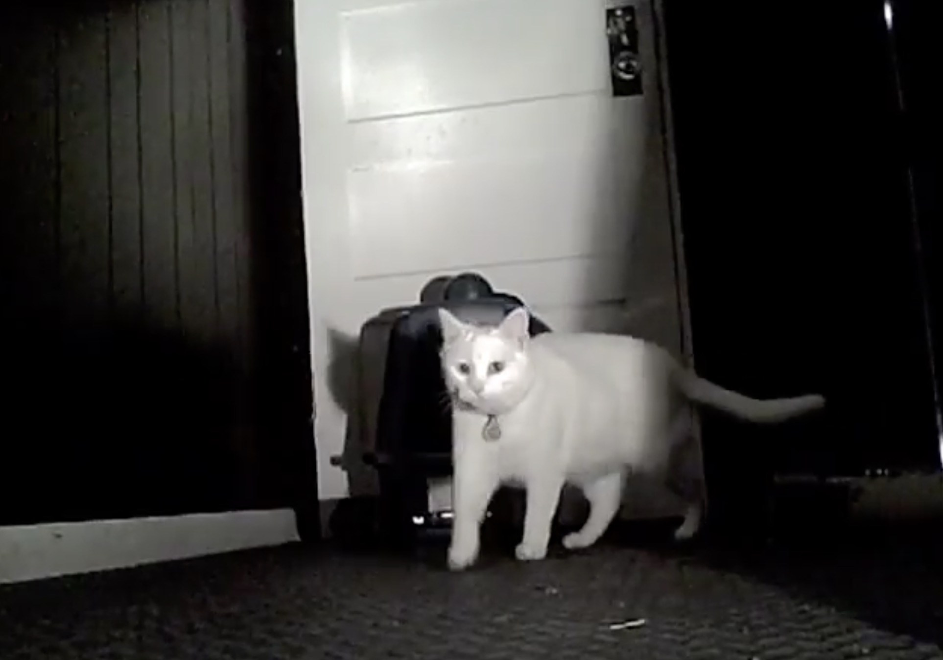 トイレを倒して脱走する猫、暗視カメラにその一部始終が