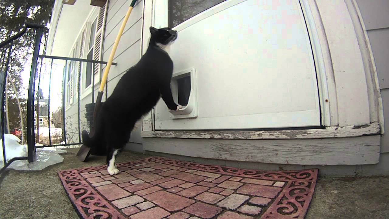 家に入れてと訴える猫、律義に鳴らすドアのチャイムを