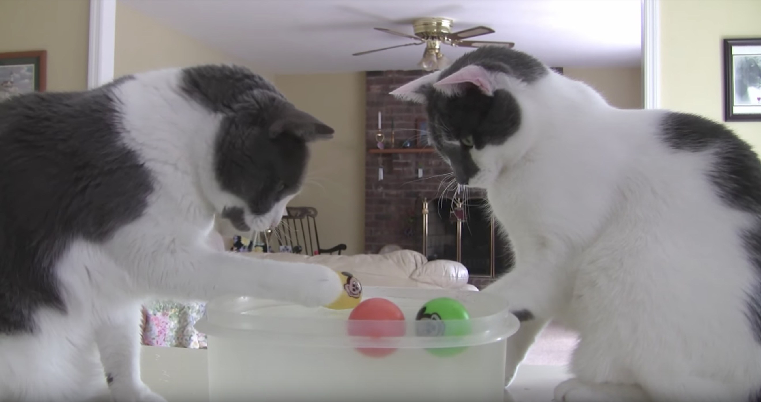 2匹の猫のウォーターサッカー、ネズミのボールの争奪戦