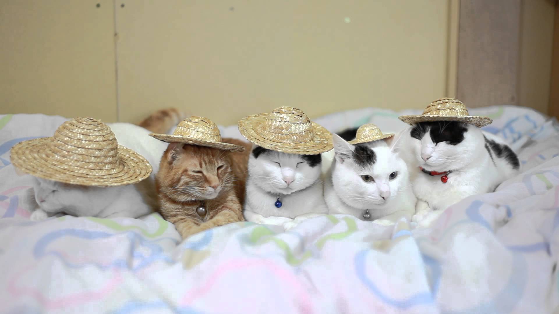麦わら帽子を被った猫たち、落とし方にも個性が光り