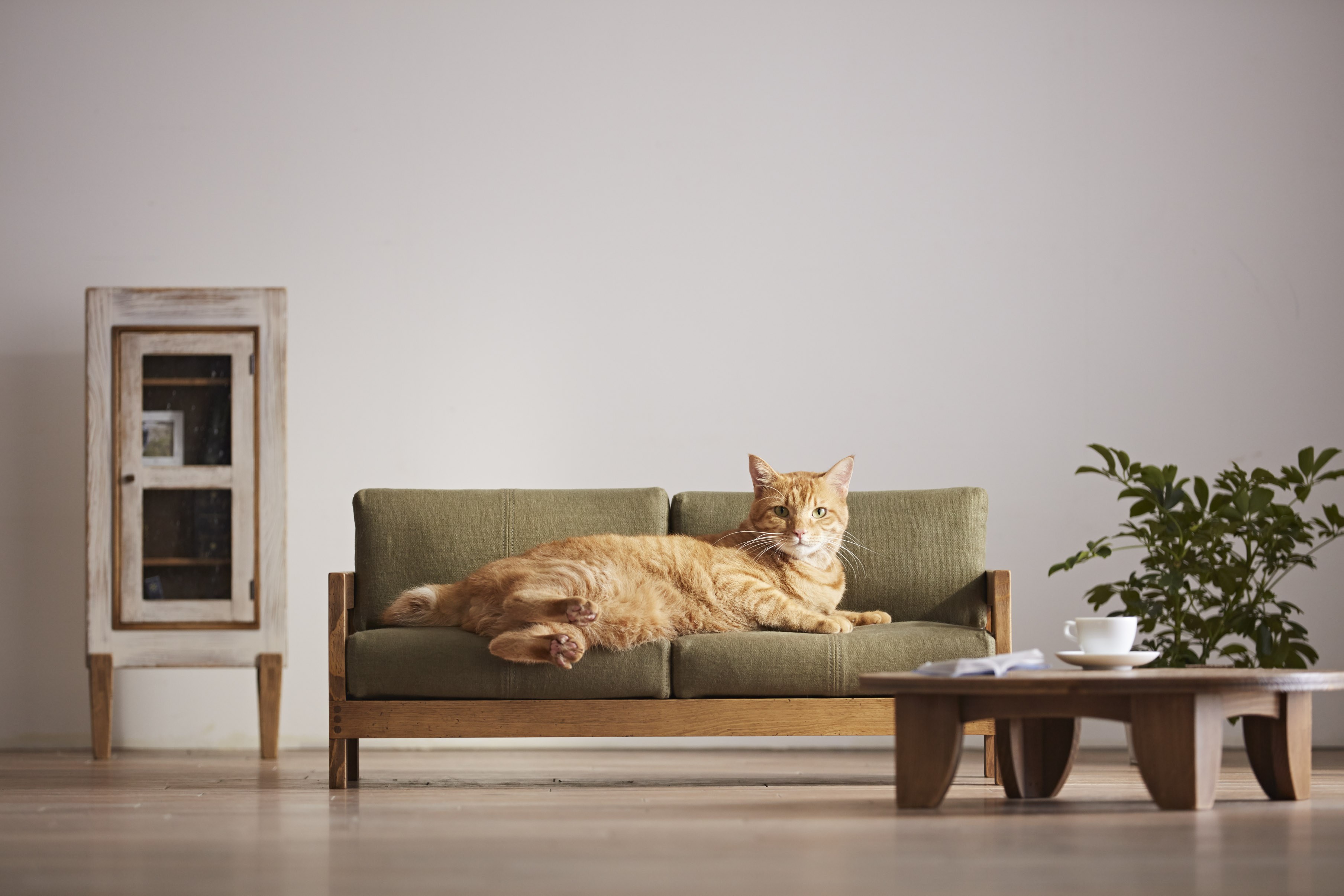 日本の職人が作る猫用家具、ベッドとソファに猫は寛ぐ
