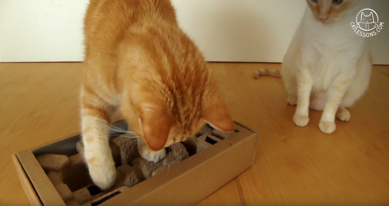 パルプモールド緩衝材と紙ボックスで、猫のおもちゃをDIY