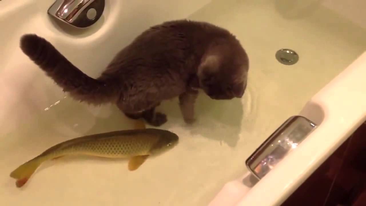 浴槽で鯉と一緒に戯れる猫、手を出す姿はおっかなびっくり